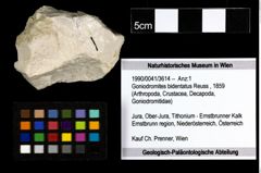 Foto (Objekt + Etiketten) von Goniodromites bidentatus (Reuss, 1859) 